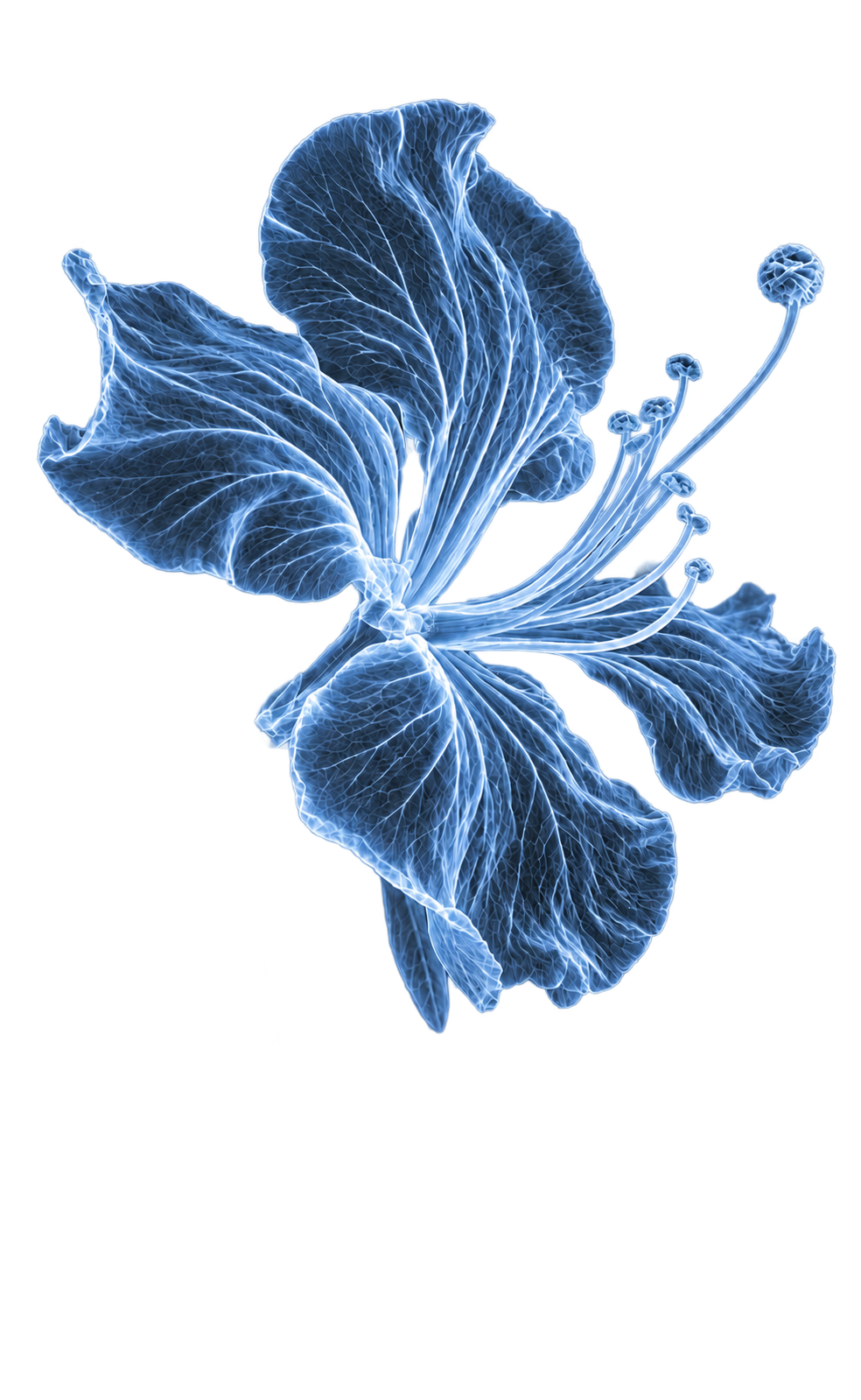 Blue X-ray hibiscus representing AI and agents
