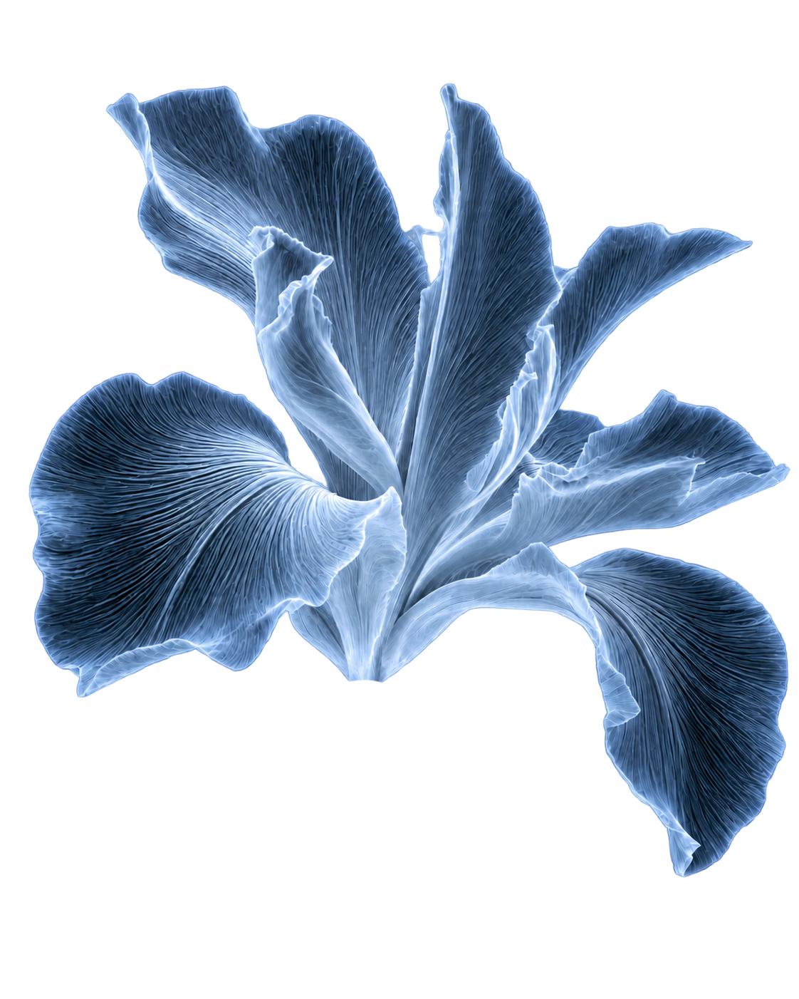 Blue X-ray iris representing automation and CRM