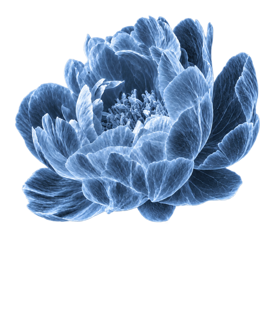 Blue X-ray peony representing web design